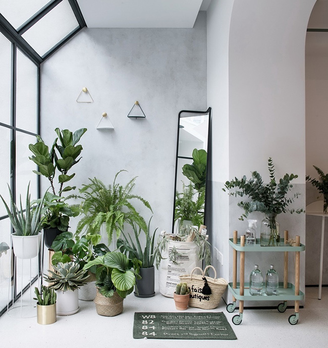 Phong cách Tropical tại Việt Nam